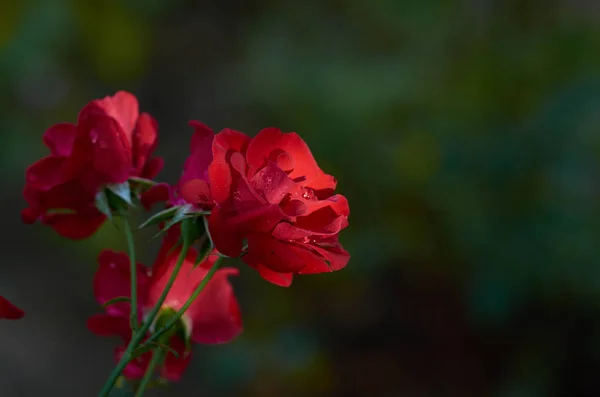 Троянда Краплями Роси Світанку — стокове фото