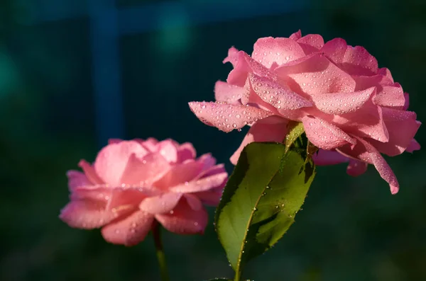 Capullo Rosa Con Gotas Rocío — Foto de Stock