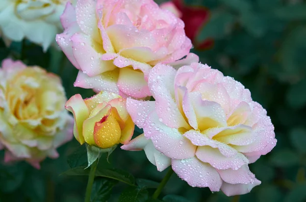 Yellow Rose Bud Dew Drops — Stock Photo, Image