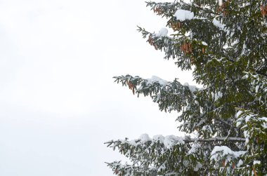 kar Noel ağacının dalları üzerinde koni ile yatıyor.