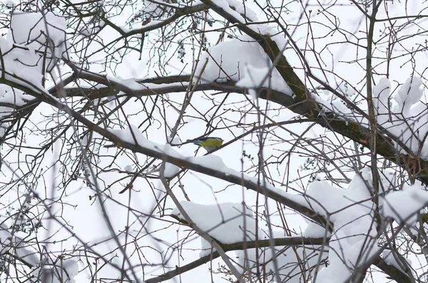 Tit Sentado Ramas Árbol Cubiertas Nieve — Foto de Stock