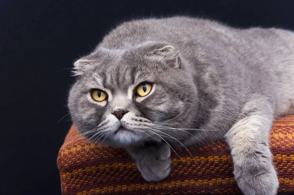 Schottische Falten Sind Widerstandsfähige Katzen Und Ihre Veranlagung Entspricht Ihrem — Stockfoto