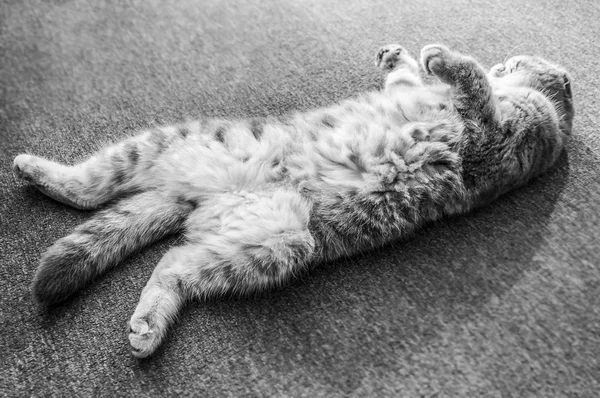 Scottish Folds Sunt Pisici Rezistente Iar Dispoziția Lor Potrivește Expresia — Fotografie, imagine de stoc