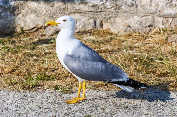 Den Larus Argentatus Eller Europeiska Gråtruten Stor Mås Upp Till — Stockfoto