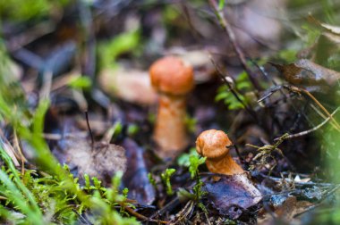 Cortinarius en büyük dünya, mantar türleri, genellikle de bin tahmini bir şaşırtıcı sayıda içeren cinsidir