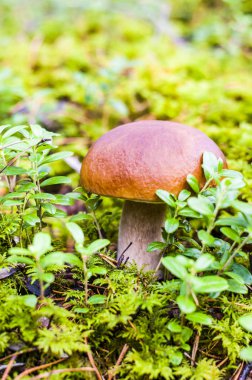Boletes bir büyük birçok türü vardır ve nispeten kolay son derece zor aralıkları onları tanımlama.