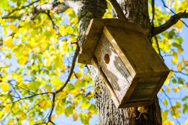 Kuş evleri bunu çok Litvanya'da bulabilirsiniz seviyorum. Litvanya insanlar doğa, fauna ve flora seviyorum. İnsan ve doğa arasındaki uyum önem verdikleri.