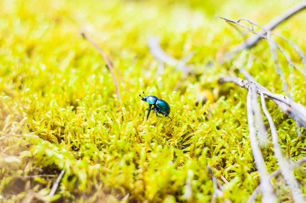 Geotrupidae Brilhante Vibrante Terra Maçante Esterco Besouro Andando Sobre Musgo — Fotografia de Stock