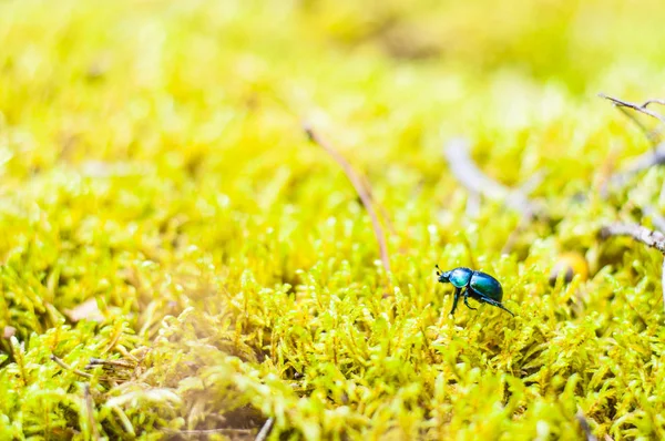 鮮やかな光沢のあるその地球ボーリング フンコロガシ苔の上を歩きます そのは コウチュウ目の順序でカブトムシの家族です 地球ボーリング糞虫を呼びます — ストック写真