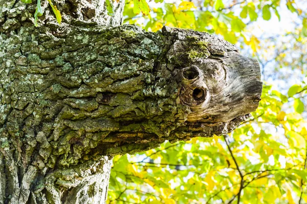 時に唯一だけ枝または枝や切り株は 何かを見ることができますが いくつかの空想の生き物の体のような見た目 — ストック写真