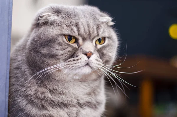 Scottish Fold Este Rasă Pisici Domestice Mutație Naturală Dominantă Genei — Fotografie, imagine de stoc