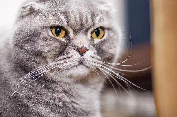 Scottish Fold Est Une Race Chat Domestique Avec Une Mutation — Photo