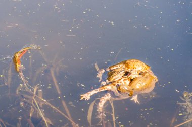 Ortak kara kurbağaları çiftleşme. Erkek dişi çiftleşme sırasında 'Amplexus' bilinen özel bir tutun içinde kucaklayışını. Bu dizi erken ilkbaharda yapılan Vilnius, Litvanya