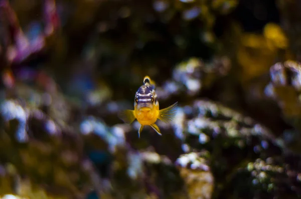 Los Cíclidos Son Una Las Familias Más Grandes Peces Con — Foto de Stock