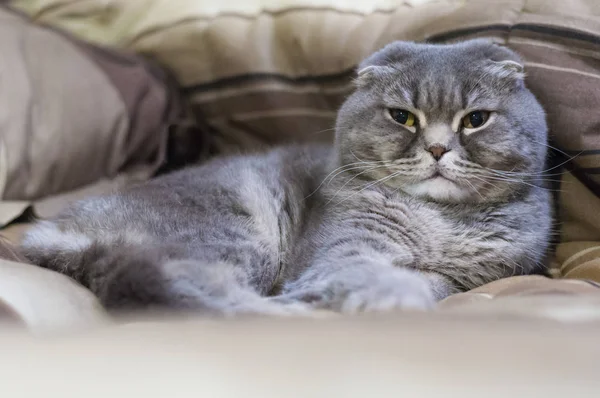 Scottish Folds Sunt Pisici Rezistente Iar Dispoziția Lor Potrivește Expresia — Fotografie, imagine de stoc