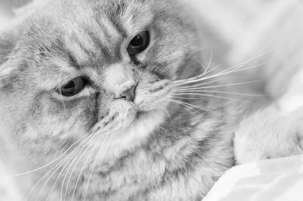 Scottish Folds Sunt Pisici Rezistente Iar Dispoziția Lor Potrivește Expresia — Fotografie, imagine de stoc