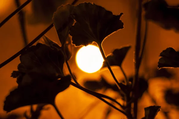 Populära Pelargoner Som Hittar Flesta Plantskolor Våren Faktiskt Tillhör Släktet — Stockfoto