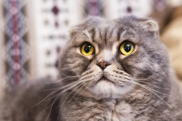 Scottish Fold Breed Domestic Cat Natural Dominant Gene Mutation Affects — Stock Photo, Image