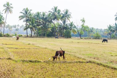 Burada Hint sığır, inekler otlatma bir mera ve pirinç ekimi ile birlikte balıkçıllar ve diğer kuşlar üzerinde görebilirsiniz.