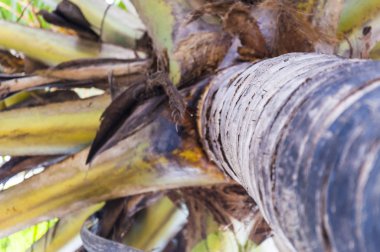 Hindistan cevizi Cocos nucifera olduğunu. Erken İspanyol kaşifler coco, Tüylü somun üzerinde üç girintilerine benzeyen çünkü kafa ve yüz bir maymunun 'maymun surat' Yani adı