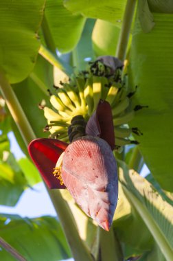 Burada genç kök muz kron ağacının altında görebilirsiniz. Sıcak ve rahat gölge ağacı içinde egzotik ada reklam gibi hissetmeni yapıyor.