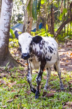 Burada sen-ebilmek görmek ormanlarda ve ihtiyatlı otlatmak Hint inek buzağı köyün yeni konukları inceliyor.