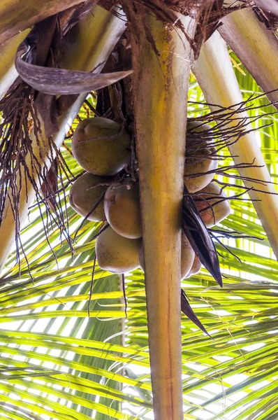 Coconut is Cocos nucifera. Early Spanish explorers called it coco, which means \'monkey face\' because the three indentations on the hairy nut resembles the head and face of a monkey