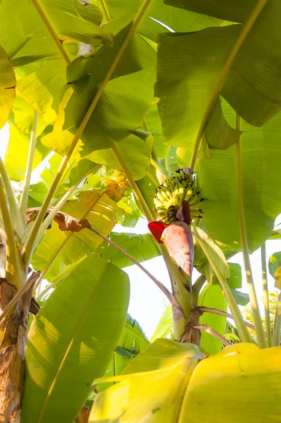 Aquí Puede Ver Joven Tallo Plátanos Bajo Las Coronas Del — Foto de Stock
