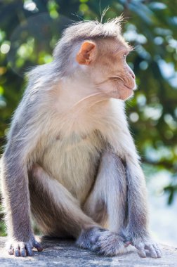 Kaporta makak Güney Hindistan için endemik herdem yeşil yüksek orman ve Western Ghat dağların kuru yaprak döken orman ve bazı Doğu ghat aralıkları de dahil olmak üzere yaşam alanları.