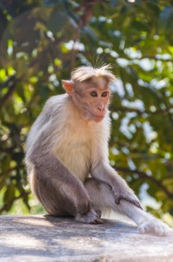 Kaporta makak Güney Hindistan için endemik herdem yeşil yüksek orman ve Western Ghat dağların kuru yaprak döken orman ve bazı Doğu ghat aralıkları de dahil olmak üzere yaşam alanları.