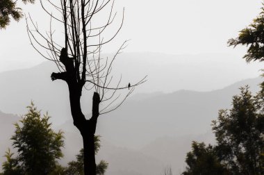 Bu atışı Munnar Dağları, Güney Hindistan Devlet Kerala Ocak 2015 tarihinde yapıldı. Ağaç dalı degrade Dağları arka plan ile oturan kuş şaşırtıcı görünümü.