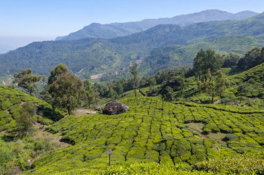 Munnar dünyanın en iyi ve ünlü çay evleri ile çekici bir yer. 50'den fazla çay estates içinde ve çevresinde Munnar vardır. Hindistan çay ticaretine büyük merkezlerinin biridir.