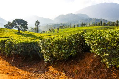 Munnar dünyanın en iyi ve ünlü çay evleri ile çekici bir yer. 50'den fazla çay estates içinde ve çevresinde Munnar vardır. Hindistan çay ticaretine büyük merkezlerinin biridir.