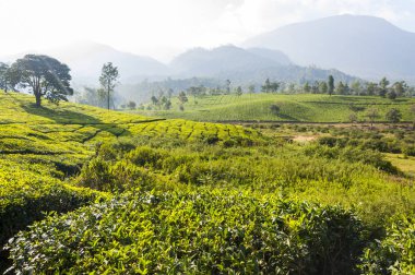 Munnar dünyanın en iyi ve ünlü çay evleri ile çekici bir yer. 50'den fazla çay estates içinde ve çevresinde Munnar vardır. Hindistan çay ticaretine büyük merkezlerinin biridir.