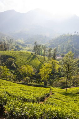 Munnar dünyanın en iyi ve ünlü çay evleri ile çekici bir yer. 50'den fazla çay estates içinde ve çevresinde Munnar vardır. Hindistan çay ticaretine büyük merkezlerinin biridir.