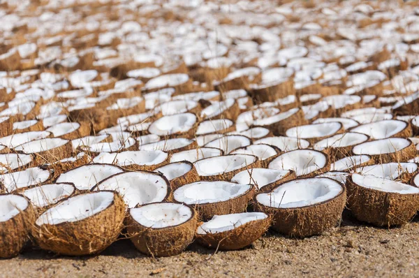Tutaj Można Zobaczyć Gospodarstwie Indyjskiej Kokosowym Ich Metody Suszenia Połówki — Zdjęcie stockowe
