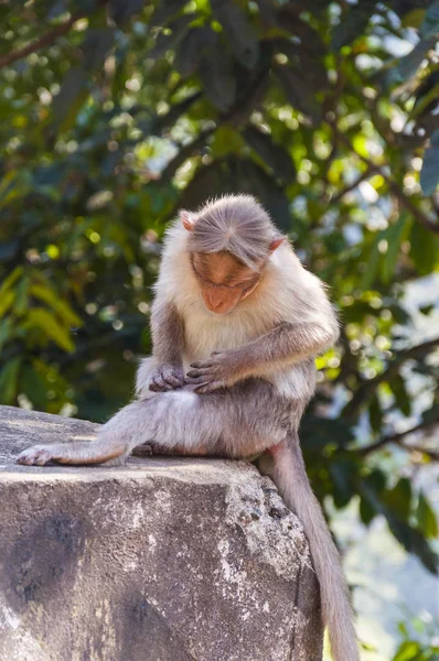 Los Macacos Bonnet Son Endémicos Del Sur India Los Hábitats — Foto de Stock