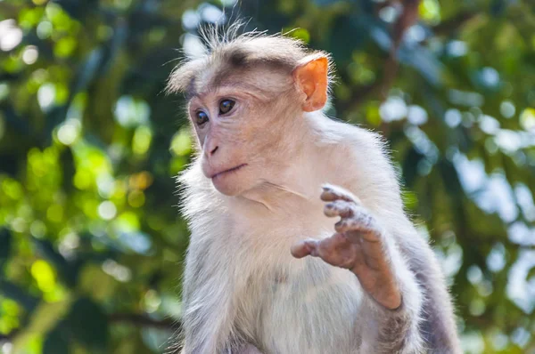Los Macacos Bonnet Son Endémicos Del Sur India Los Hábitats — Foto de Stock