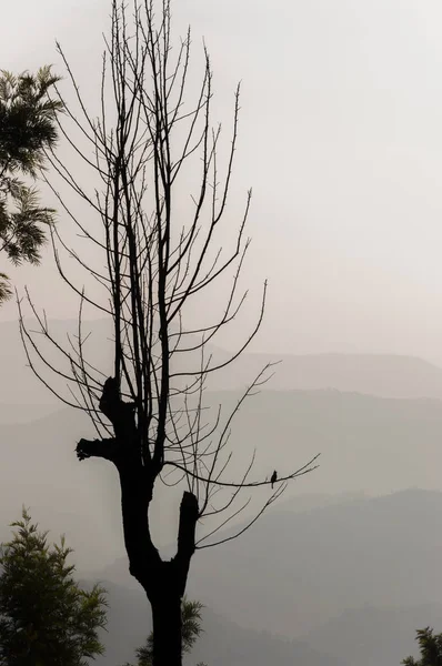 Tento Snímek Byl Proveden Munnar Horách Jižním Indickém Státě Kerala — Stock fotografie