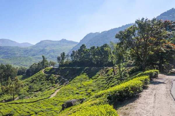 Munnar is an attractive destination with the world\'s best and renowned tea estates. There are more than 50 tea estates in and around Munnar. It is one of the biggest centers of tea trade in India.