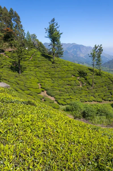 Munnar is an attractive destination with the world\'s best and renowned tea estates. There are more than 50 tea estates in and around Munnar. It is one of the biggest centers of tea trade in India.