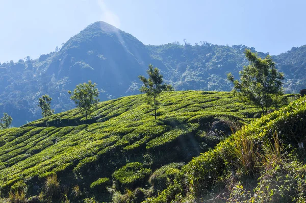 Munnar is an attractive destination with the world\'s best and renowned tea estates. There are more than 50 tea estates in and around Munnar. It is one of the biggest centers of tea trade in India.