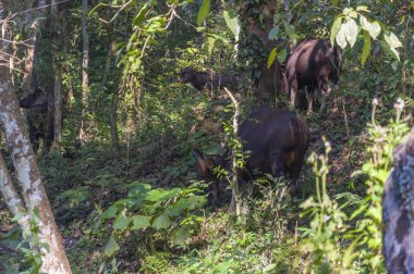 Hint Bizon, olarak da bilinir gülbay en büyük kaybolmamış sığır, Güney Asya ve Güneydoğu Asya olduğunu. Bu şaşırtıcı doğal yaşam parkı Kerala Güney Devlet Hindistan içinde yer alır.