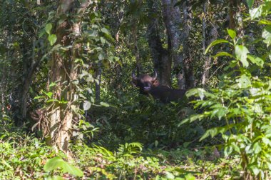 Hint Bizon, olarak da bilinir gülbay en büyük kaybolmamış sığır, Güney Asya ve Güneydoğu Asya olduğunu. Bu şaşırtıcı doğal yaşam parkı Kerala Güney Devlet Hindistan içinde yer alır.