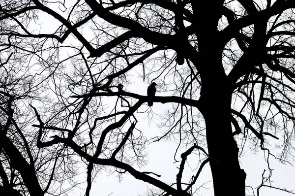 Black and white composition of raven bird sitting on a tree silhouettes