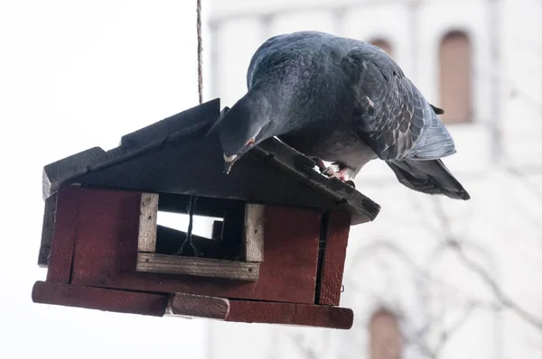 Dove Bird Sitting Hanging Small House Tits — Stock Photo, Image