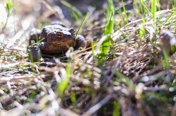 Gewone Pad Bufo Bufo Amfibieën Het Gras Het Vroege Voorjaar — Stockfoto