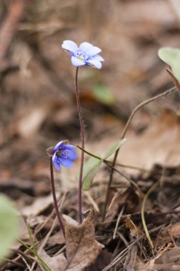 İlk mantarı kardelen mavi mor mor çiçekler erken bahar ormandaki