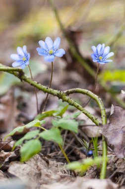 İlk mantarı kardelen mavi mor mor çiçekler erken bahar ormandaki