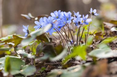İlk mantarı kardelen mavi mor mor çiçekler erken bahar ormandaki
